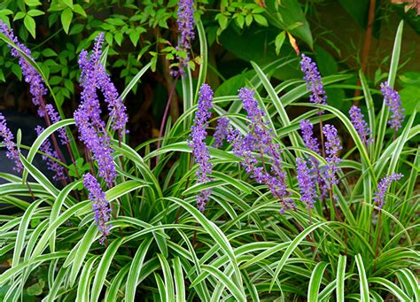 The Best Shade Perennials for Your Garden - PureWow