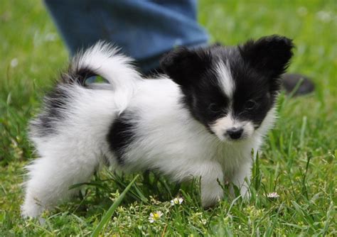 Black and White Papillon Puppy Teacup | Papillon puppy, Papillon dog, Papillon dog puppy