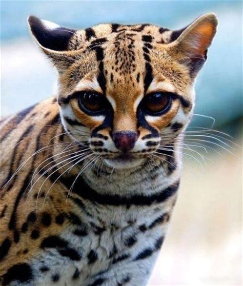 Margay Nocturnal Animals, Animals And Pets, Baby Animals, Cute Animals ...