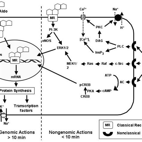 (PDF) Aldosterone Receptor Antagonists and Cardiovascular Disease: Do We Need a Change of the Guard?