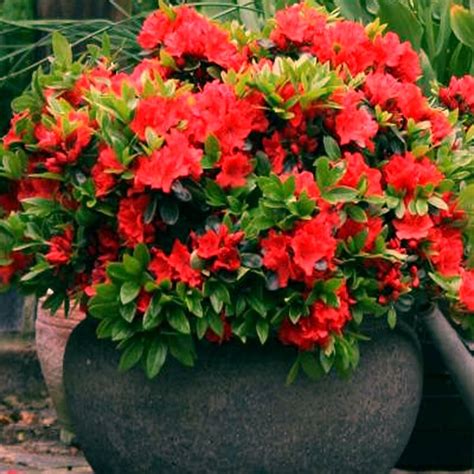 Red Azalea Japanese - Evergreen Shrub | GardenersDream