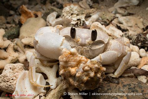 Ghost crabs of Japan | Okinawa Nature Photography