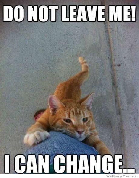 Don't leave me...I can change! | Too cute | Funny cat memes, Funny ...