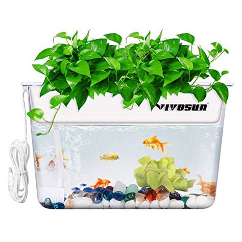 Best Fish And Plants For Aquaponics