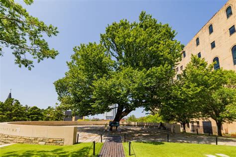 The Survivor Tree in the Oklahoma City National Memorial and Museum ...