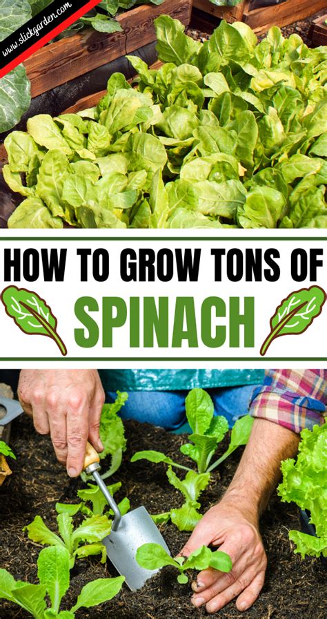 How To Grow Tons Of Spinach - Grow Spinach Indoor | Growing spinach ...