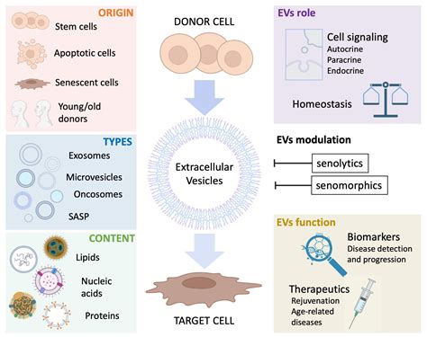 IJMS | Free Full-Text | Extracellular Vesicles as “Very Important Particles” (VIPs) in Aging