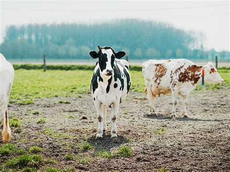 Grass-Fed Milk: Benefits, Nutrition, and Environmental Health