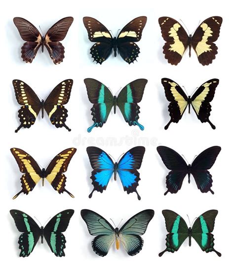 78+ Papilionidae Free Stock Photos - StockFreeImages