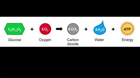 Cellular Respiration Formula Explained