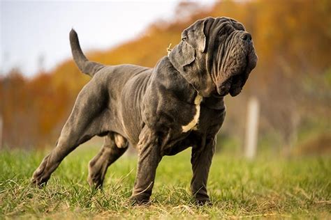 Neapolitan Mastiff Dog Breed Information