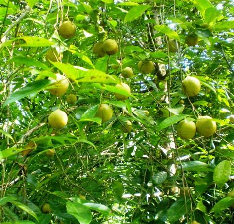 Memahami Tata Cara Berkebun: Teknik Budi Daya Tanaman Pala