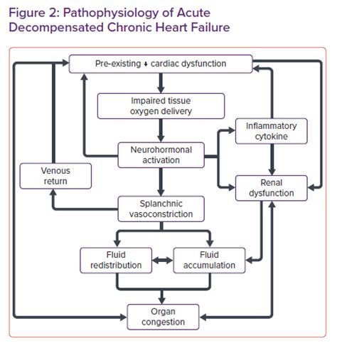 Pathophysiology of Acute Decompensated Chronic Heart Failure | Radcliffe Cardiology