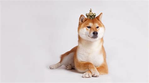 SHIB vs DOGE: Shiba Inu coin overtakes Dogecoin meme token