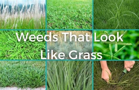 8 Common Weeds That Look Like Grass (Identification and Control) | CrabgrassLawn