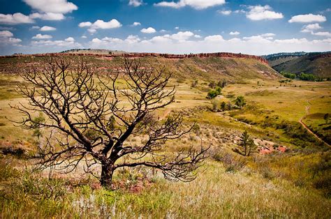 Lone Tree, Colorado Photograph by Preston Broadfoot - Fine Art America