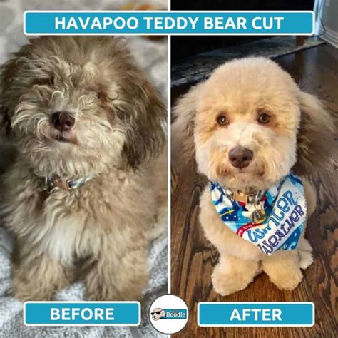 Havapoo Haircuts: Top 6 Grooming Styles (with Photos!)