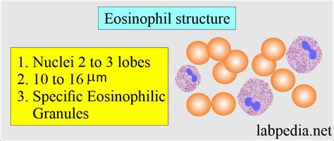 High Low Absolute Eosinophil Count Functions