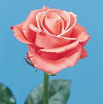 Hoogasian Flowers: Rose is June Birth Month Flower