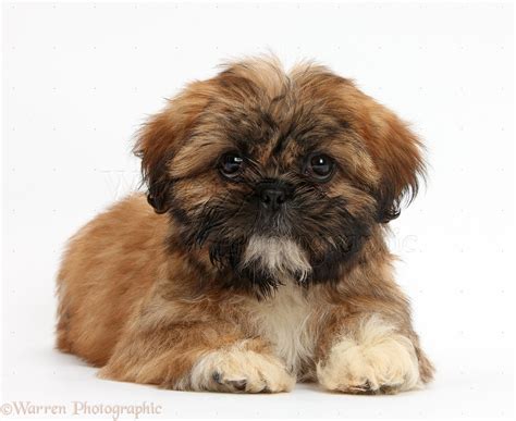 Dog: Brown Shih-tzu pup lying with head up photo WP38154