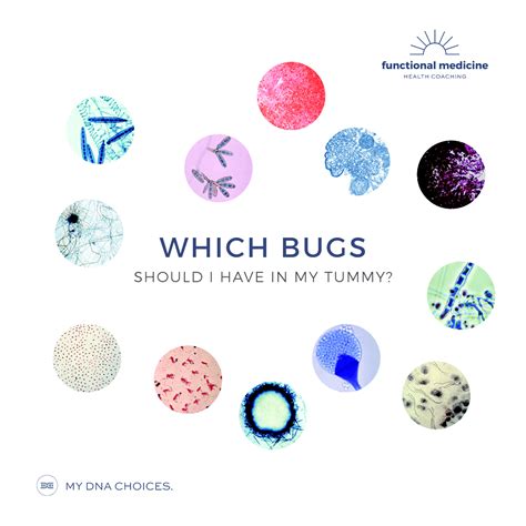 Which bugs should I have in my tummy? – MY DNA CHOICES.