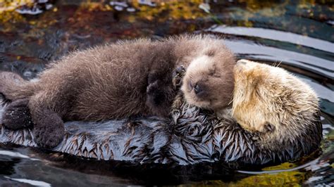 Adorable Newborn Sea Otter Pup And Its Mum Getting To Know Each Other ...