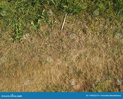 Burnt Grass Background for You Stock Photo - Image of spots, grass ...