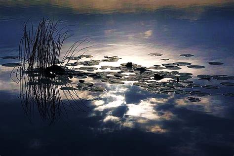 Pond reflections, water, lily pond, plants, dusk, reflections, clouds ...