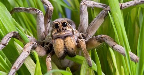 Wolf Spider vs Tarantula: What Are the Differences? - IMP WORLD