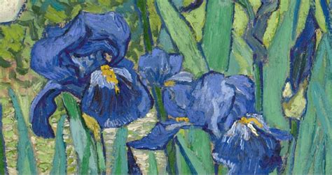 Iris van gogh - Jeffrey Payne