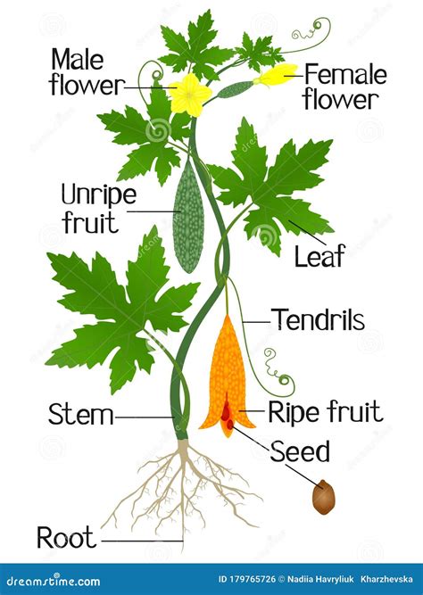 Parts of Momordica Charantia Bitter Melon Plant on a White Background. Stock Vector ...