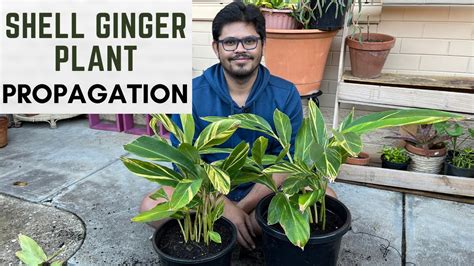 Shell Ginger Plant Propagation | Best Time To Propagate | Best Way To Propagate - YouTube