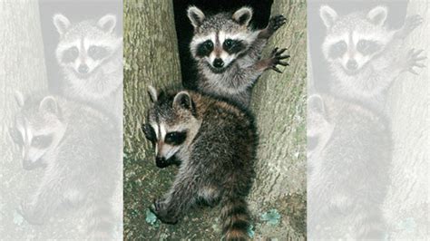 Youth coon hunts being held across South Carolina - Carolina Sportsman