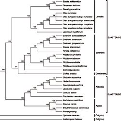 The MP phylogenetic tree of the asterid clade based on 71 protein-coding genes.