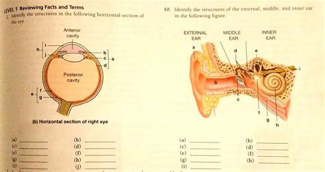 Chapter 15 The Special Senses Diagram | Quizlet