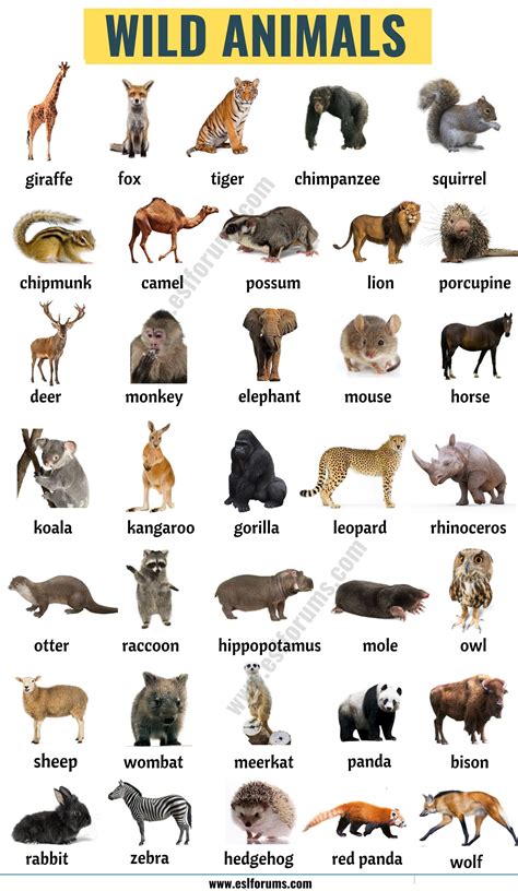 Wild Animals: List of 45+ Wild Animals Names in English | Animals name in english, Animal ...