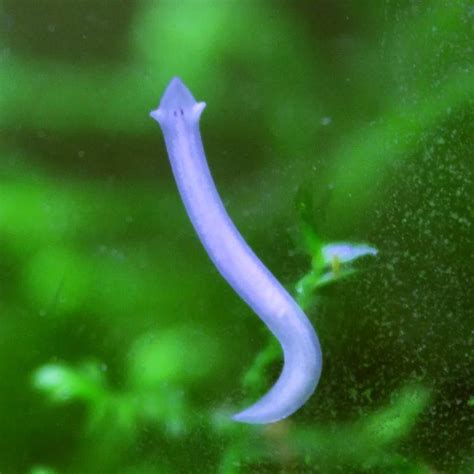 3 Types of Tiny White Worms in Aquarium - AC Aquarium Life