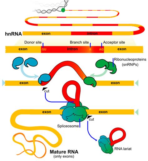 Difference Between snRNA and snoRNA | Definition, Features, Function