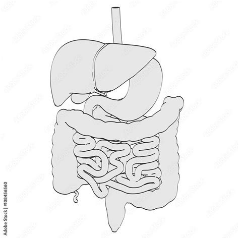 2d cartoon illustration of digestive system Stock Illustration | Adobe Stock