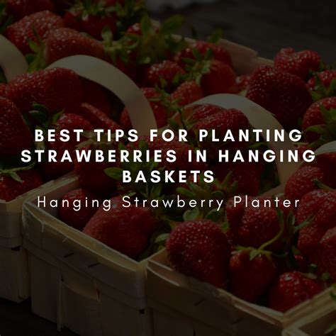 Best Tips for Planting Strawberries in Hanging Baskets - Hanging Strawberry Planter ...