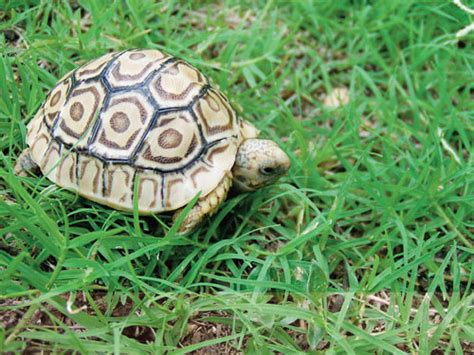 Leopard Tortoise Care And Breeding Tips - Reptiles Magazine