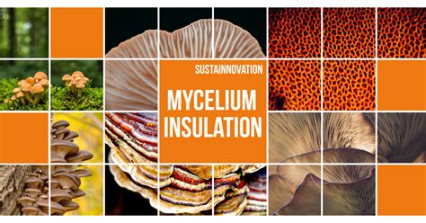 Sustainnovation - Mycelium insulation - Blog - Cundall