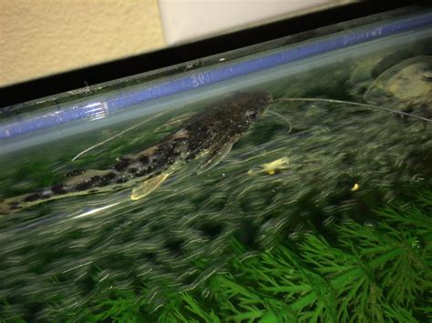 Pictus catfish skin? | Tropical Fish Keeping