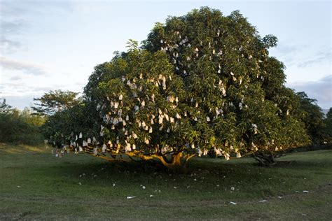 Mangoes in the Philippines | CropLife International