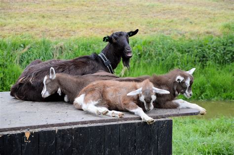 Goat,farm,animal,nature,sleeping - free image from needpix.com