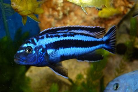 African Cichlids: 15 Popular Species & How to Care for Them