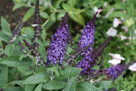 Butterfly Bush, Dwarf ‘Pugster Blue’ – Uncle John's Home & Garden