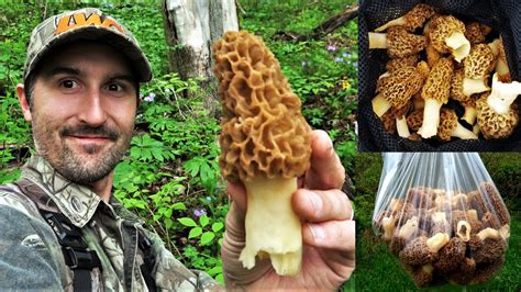 Morel Mushroom Festival Michigan 2024 - Brit Marney