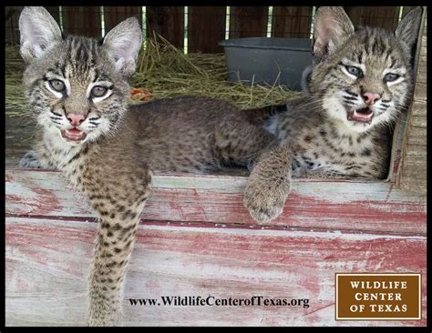 Adorable baby bobcats returned to wild near Houston