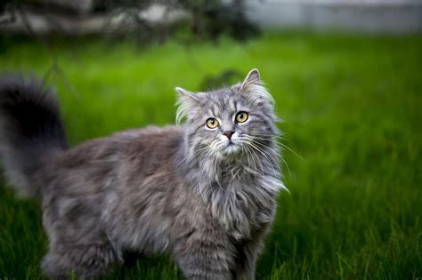 Norwegian Forest Cat vs Maine Coon: What's the Difference? - OliveKnows